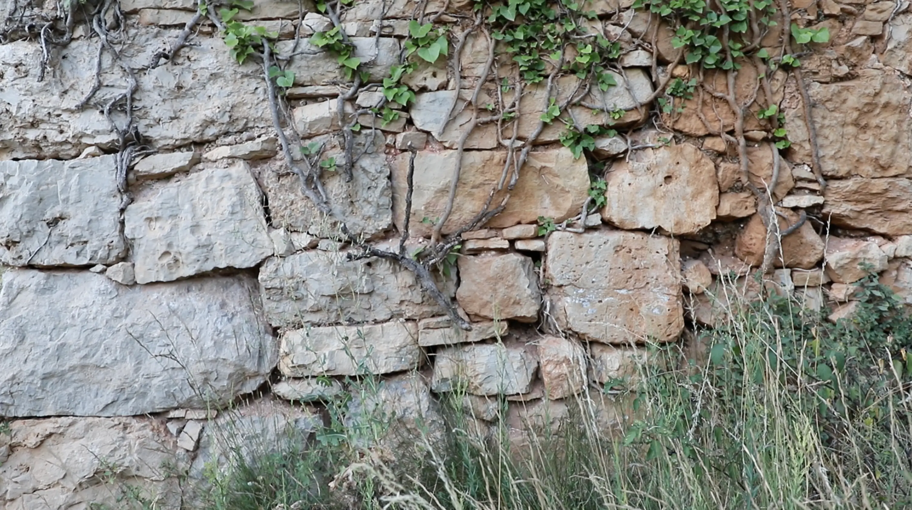 pastanaga